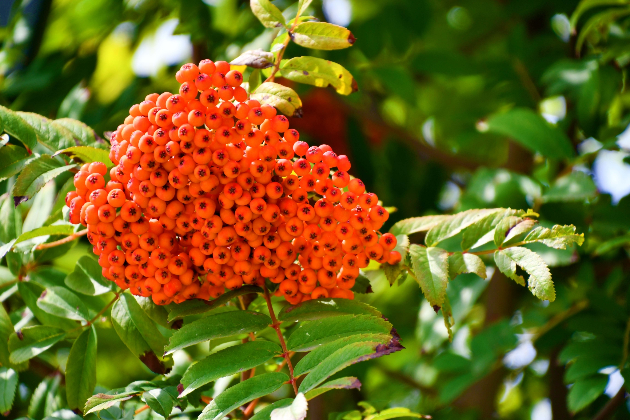 黄色花楸果原创拍摄