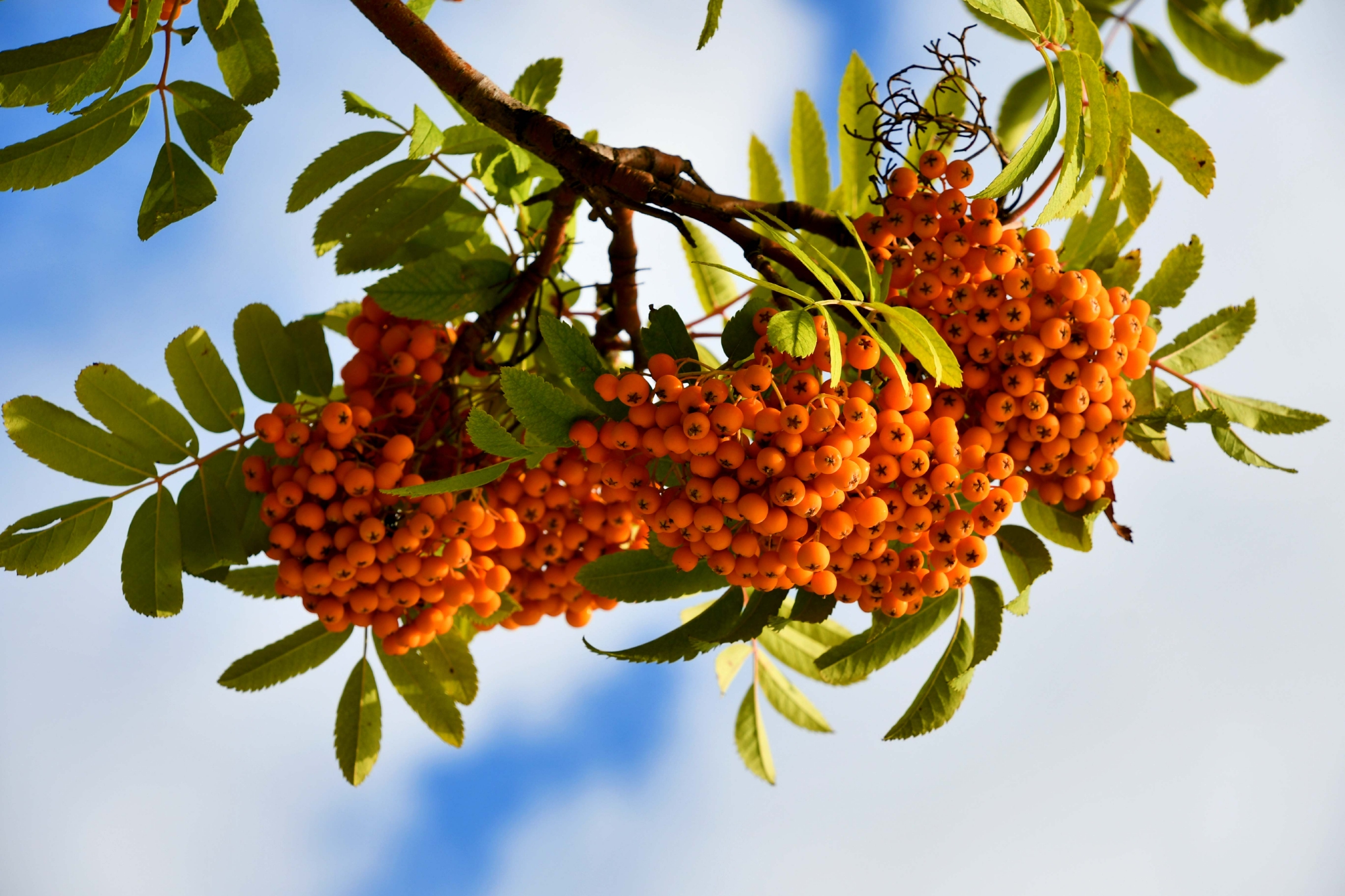 黄色花楸果原创拍摄