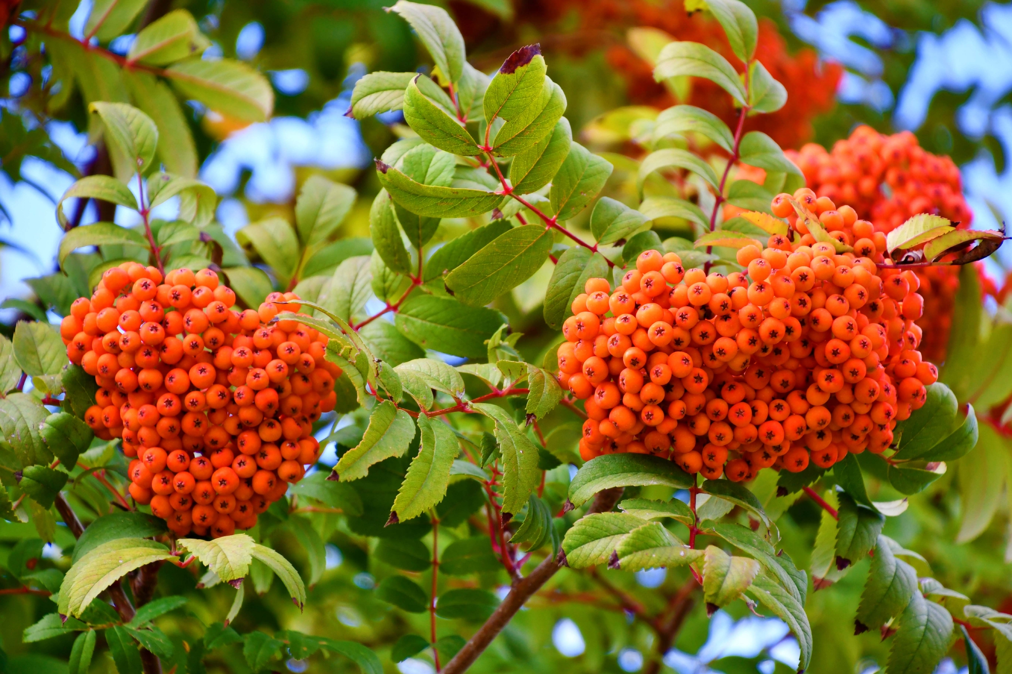 黄色花楸果原创拍摄