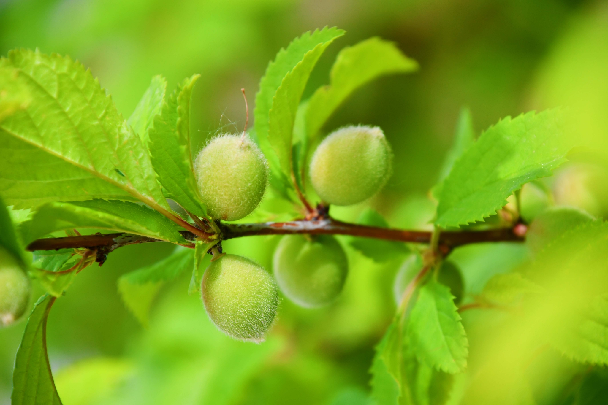 榆叶梅果实原创拍摄