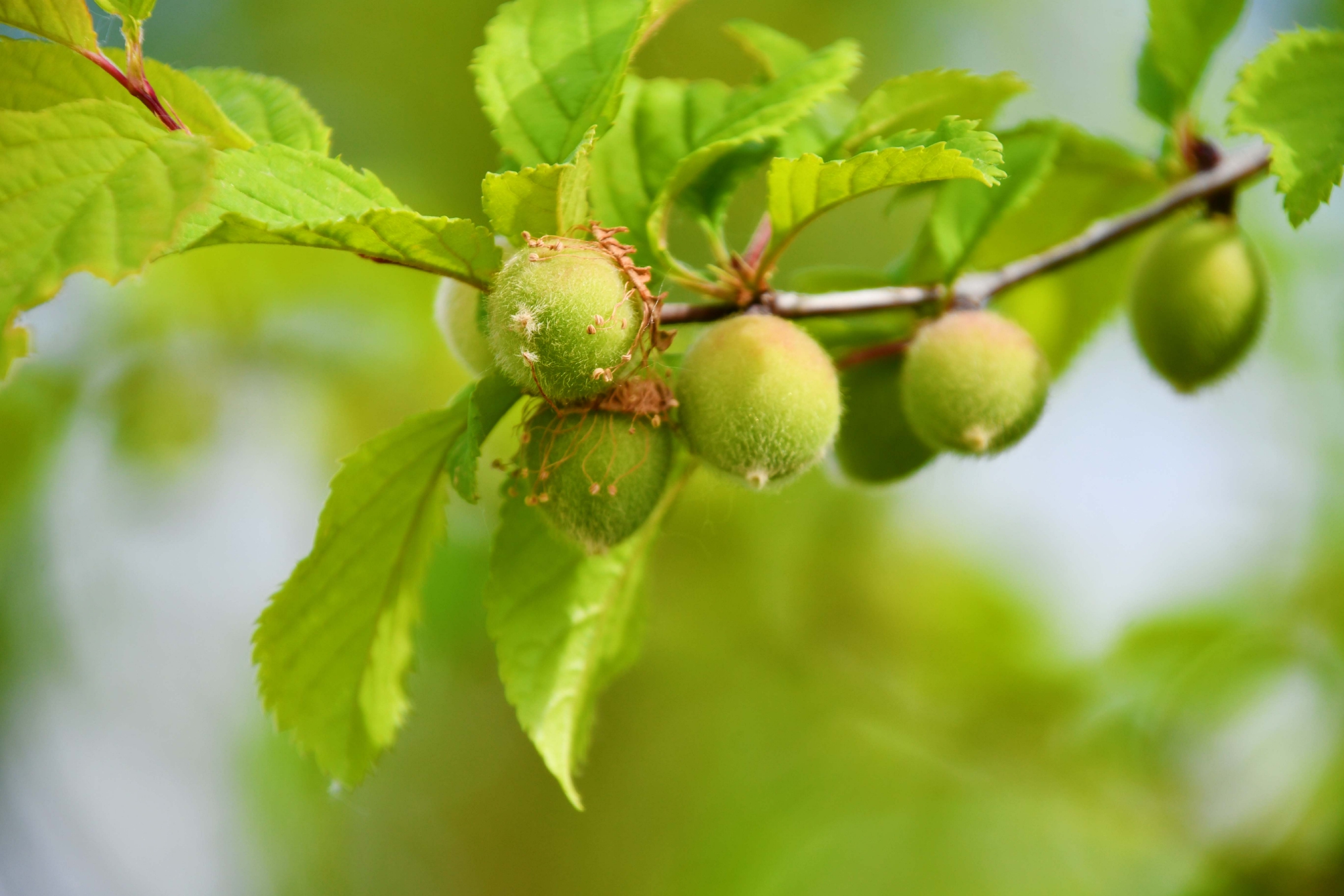 榆叶梅果实原创拍摄
