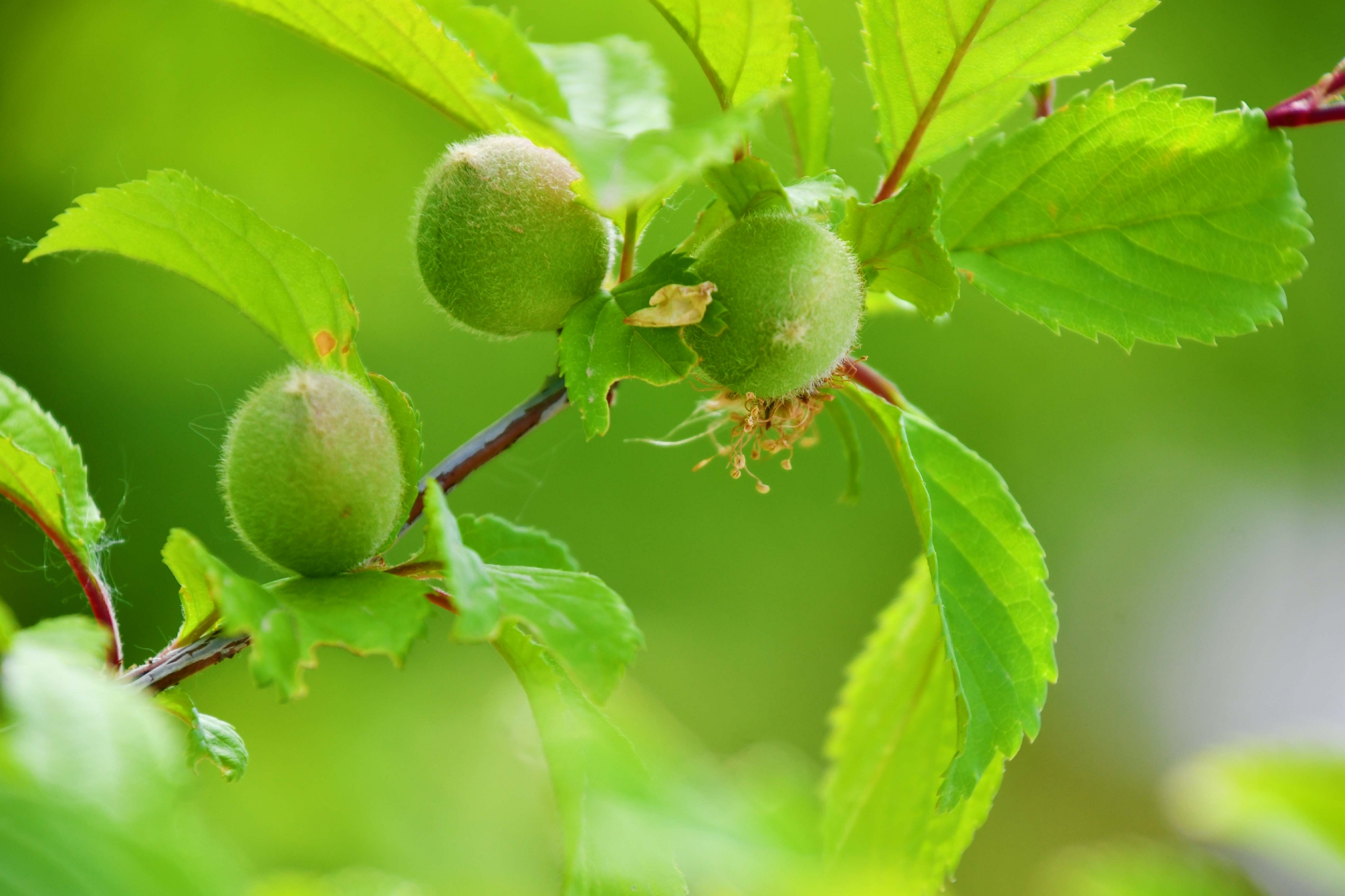 榆叶梅果实原创拍摄