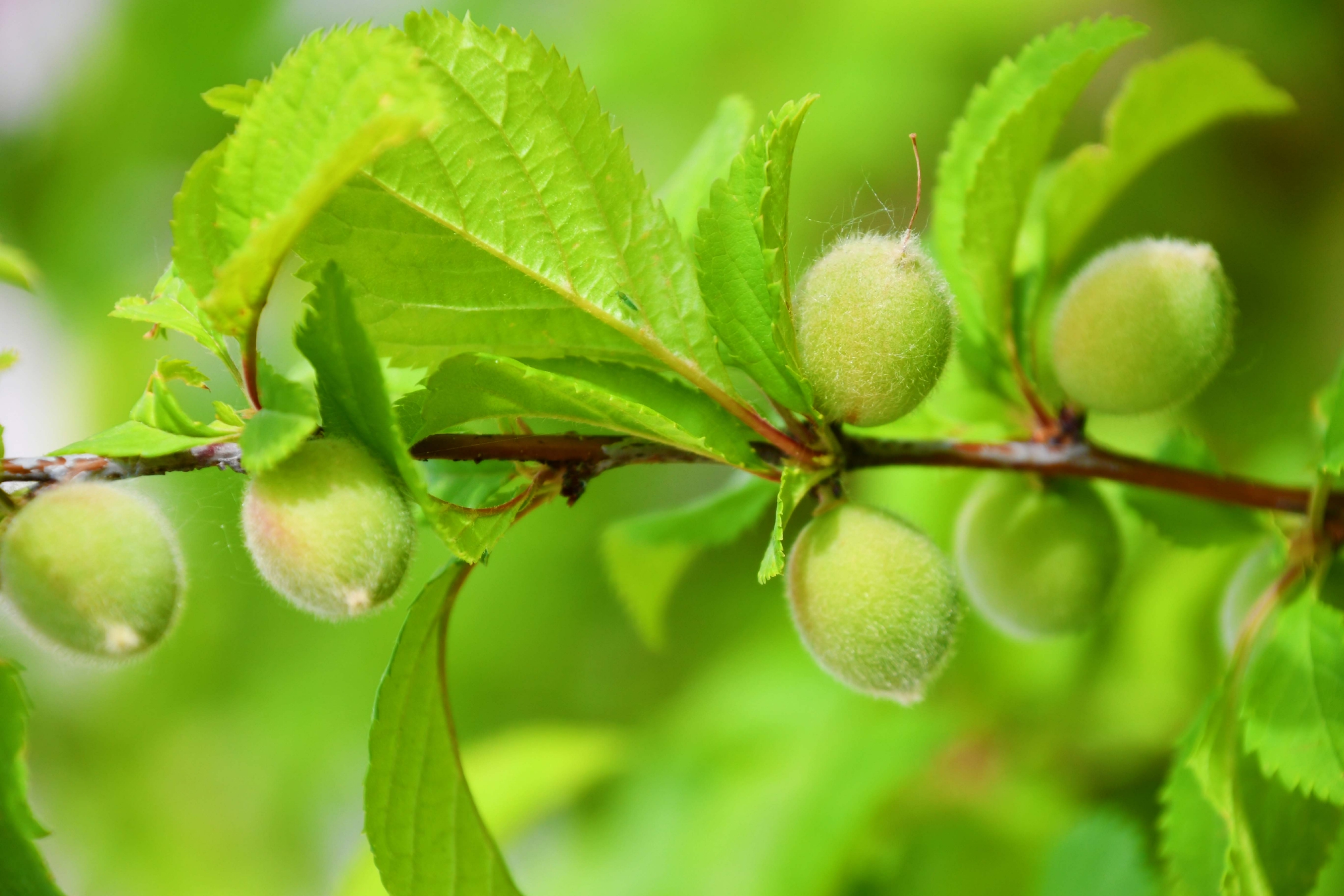 榆叶梅果实原创拍摄