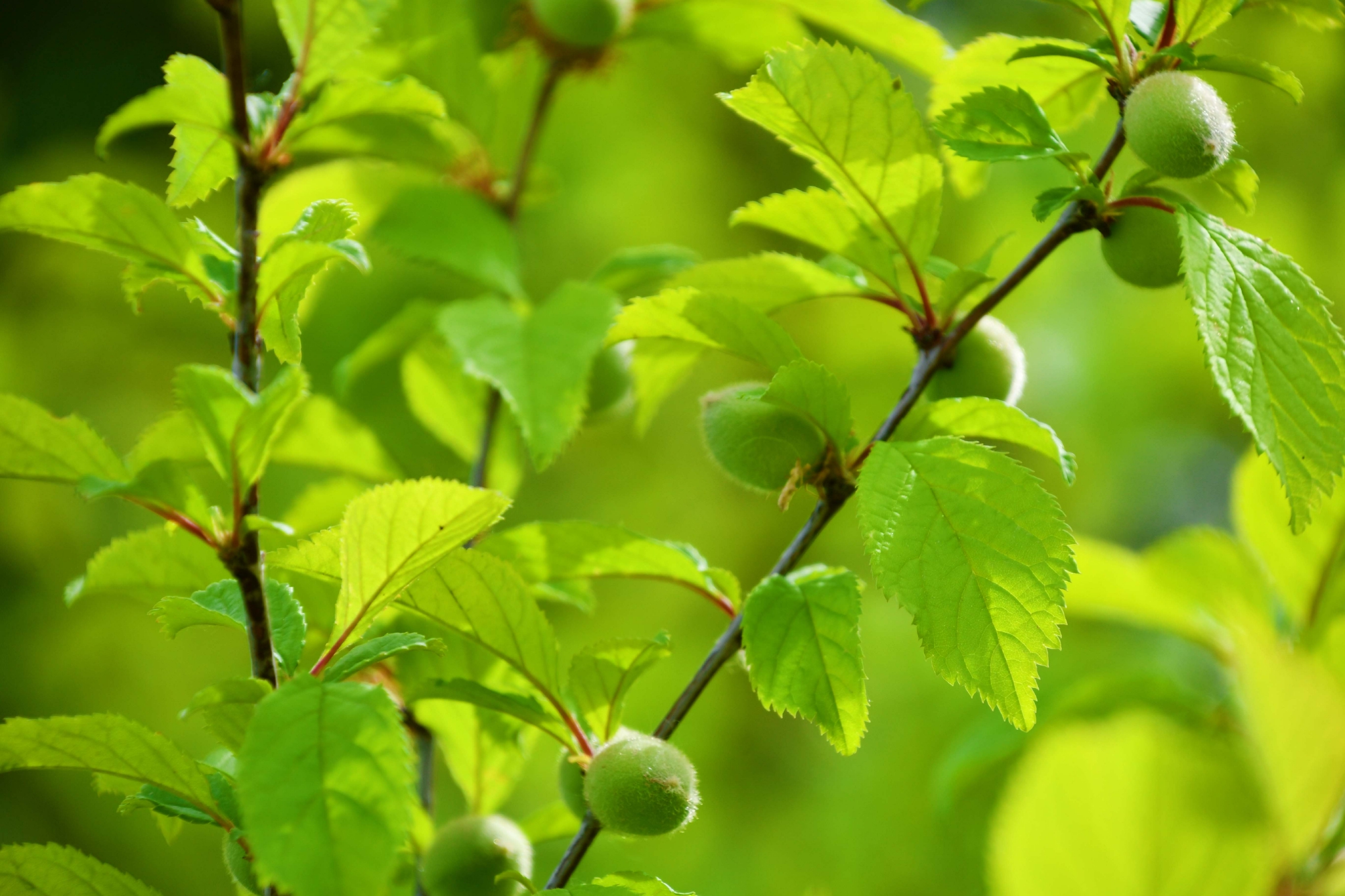 榆叶梅果实原创拍摄