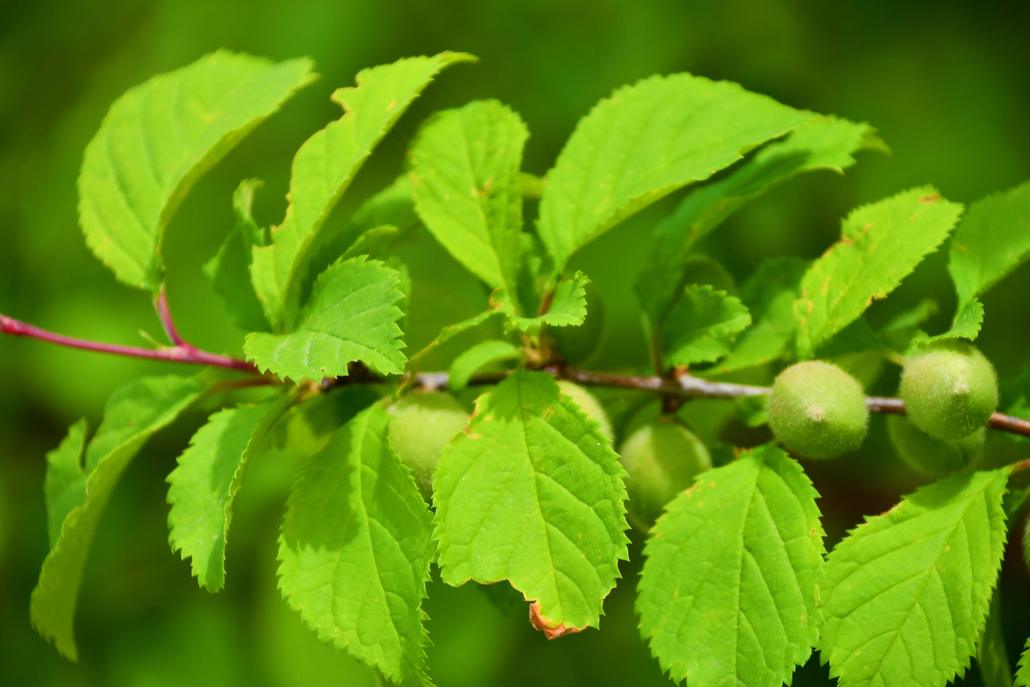 榆叶梅果实原创拍摄