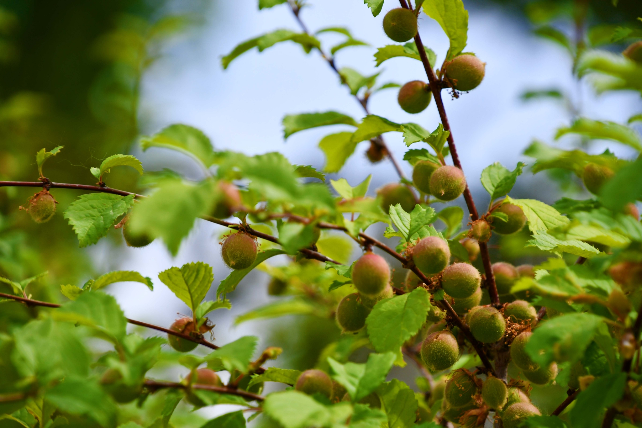 榆叶梅果实原创拍摄