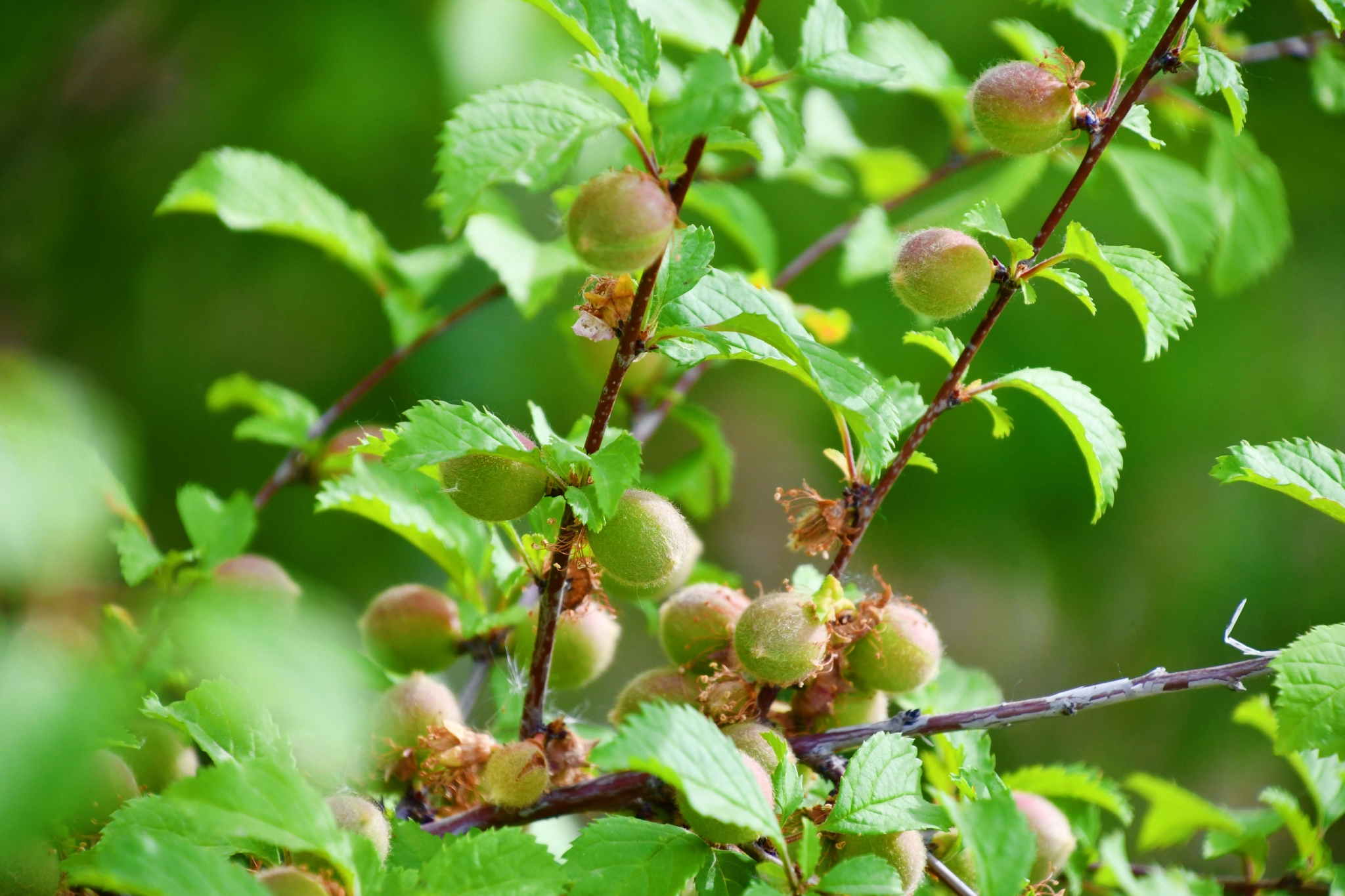榆叶梅果实原创拍摄