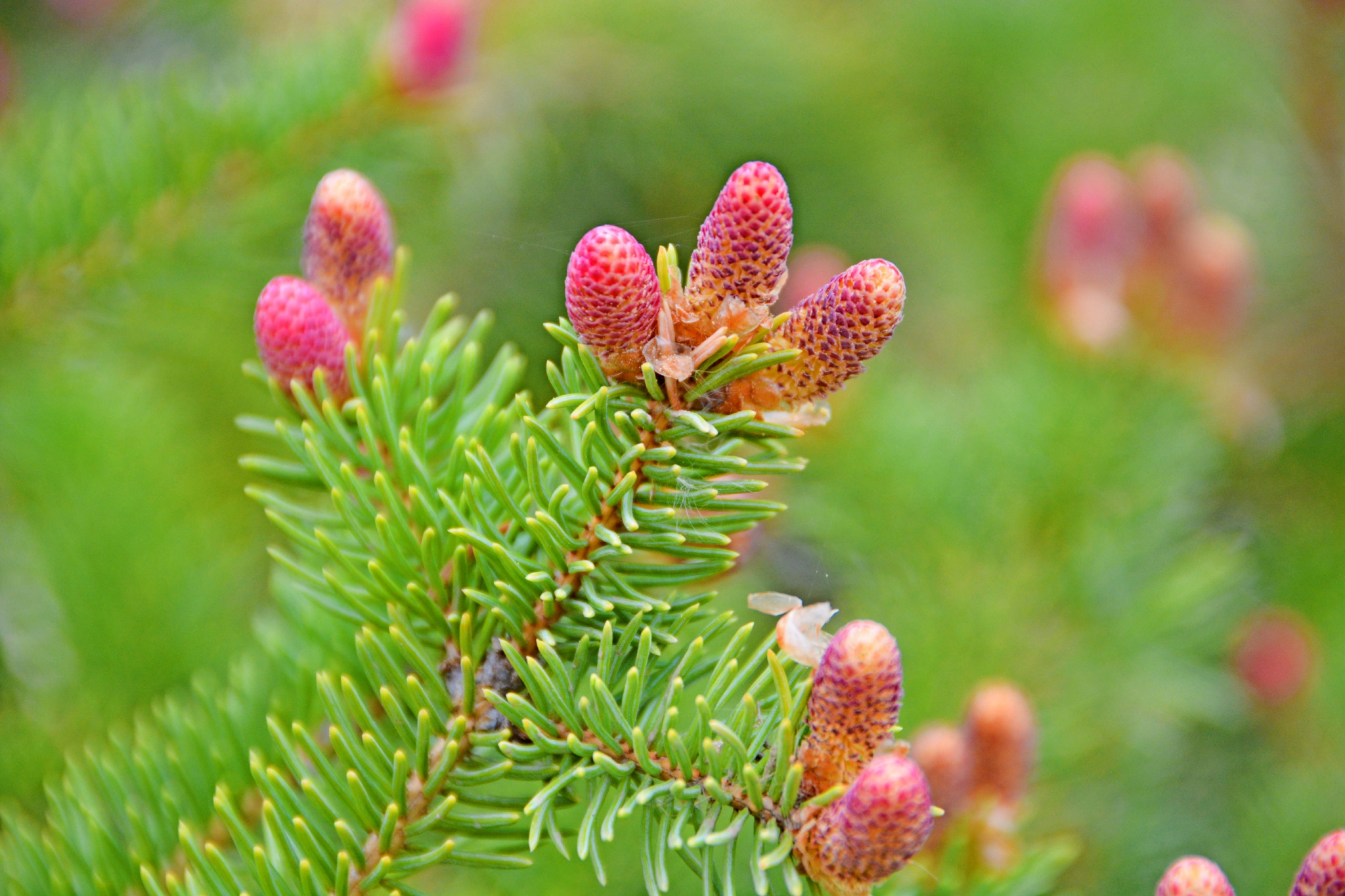 云杉小粉花原创拍摄