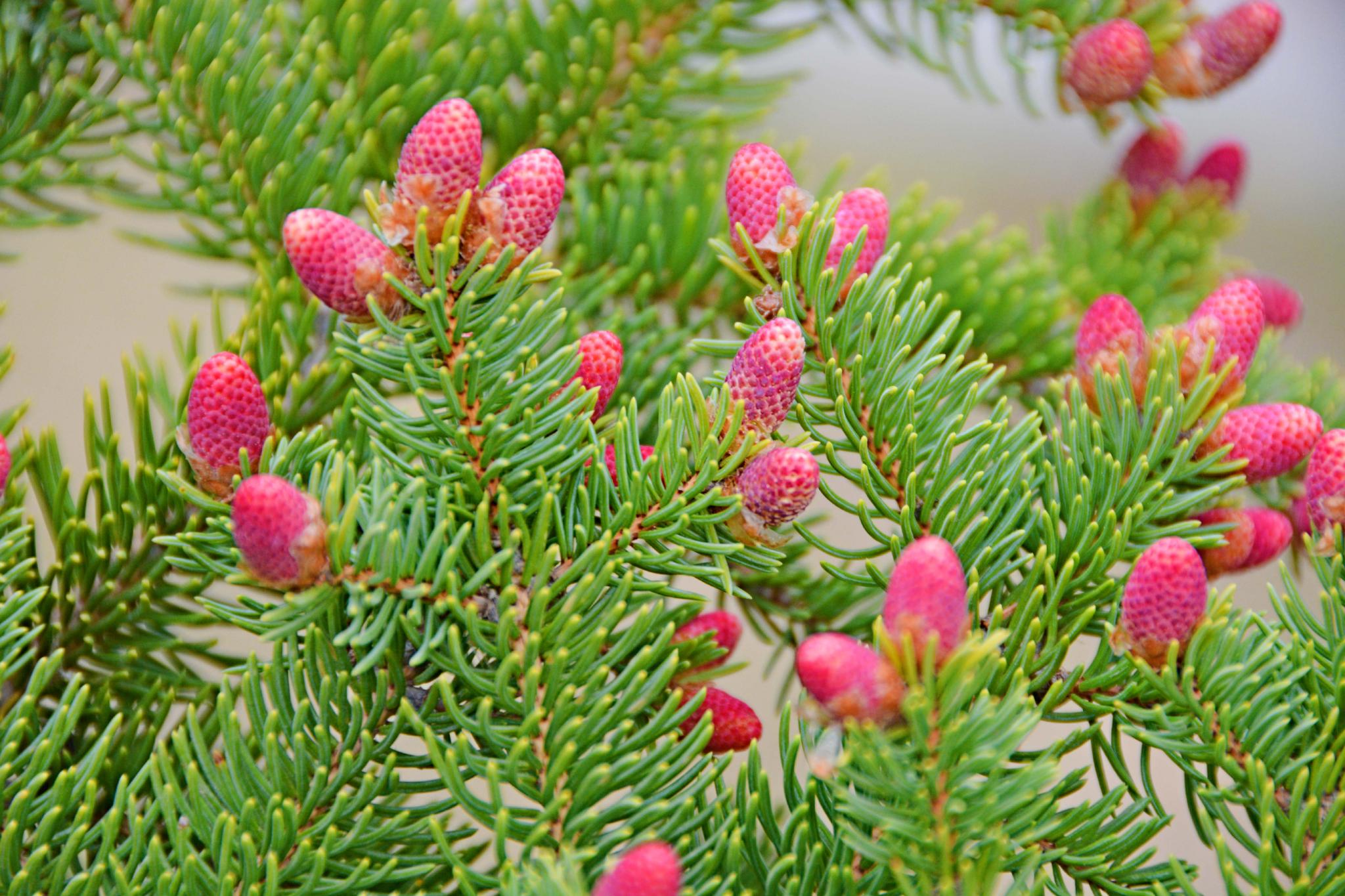 云杉小粉花原创拍摄