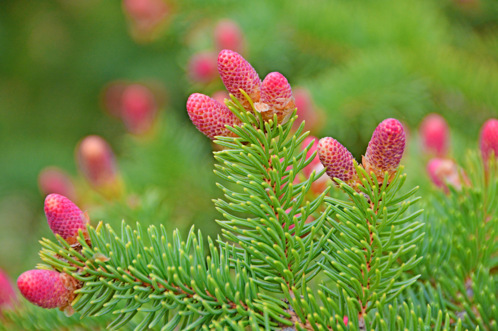 云杉小粉花原创拍摄