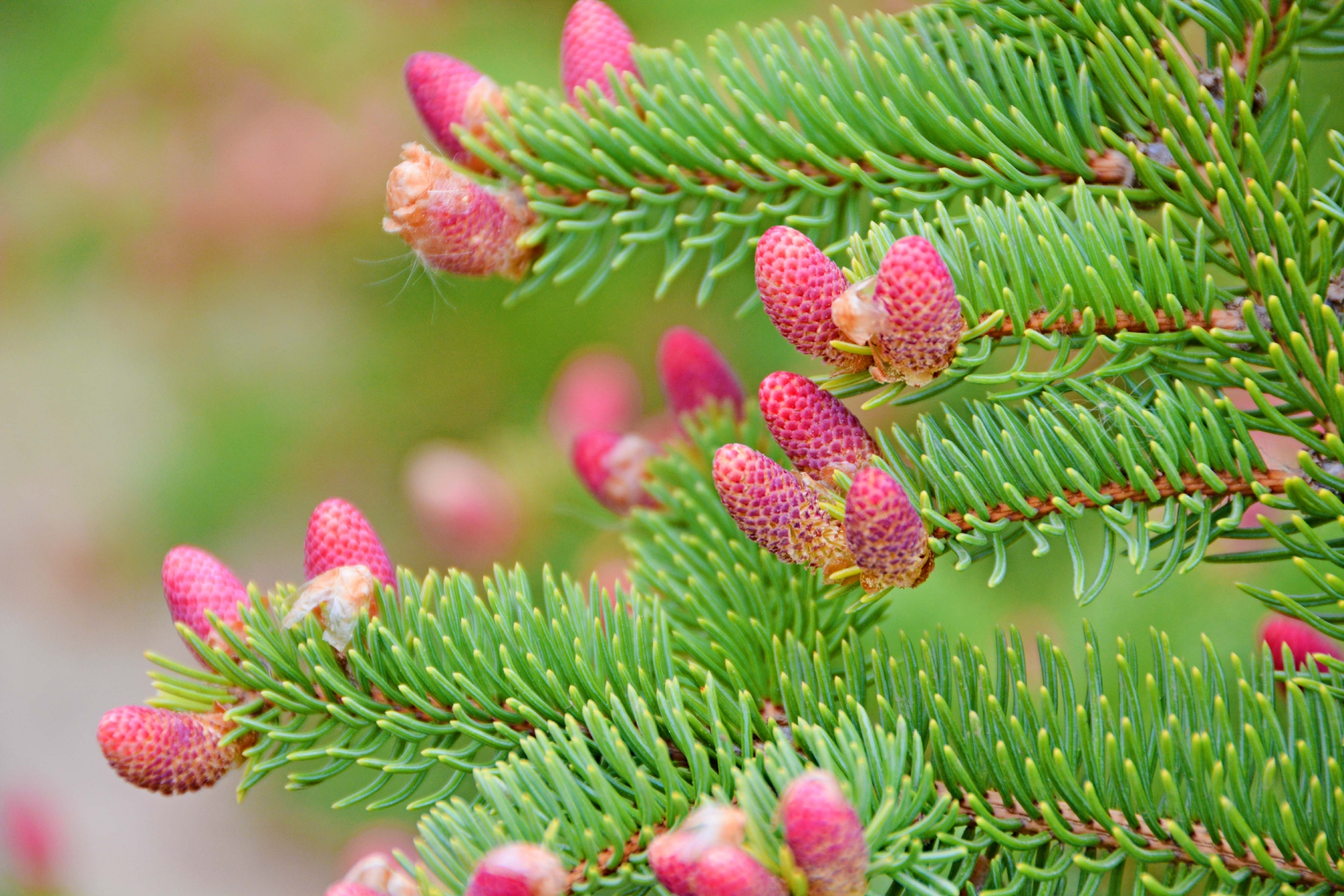 云杉小粉花原创拍摄