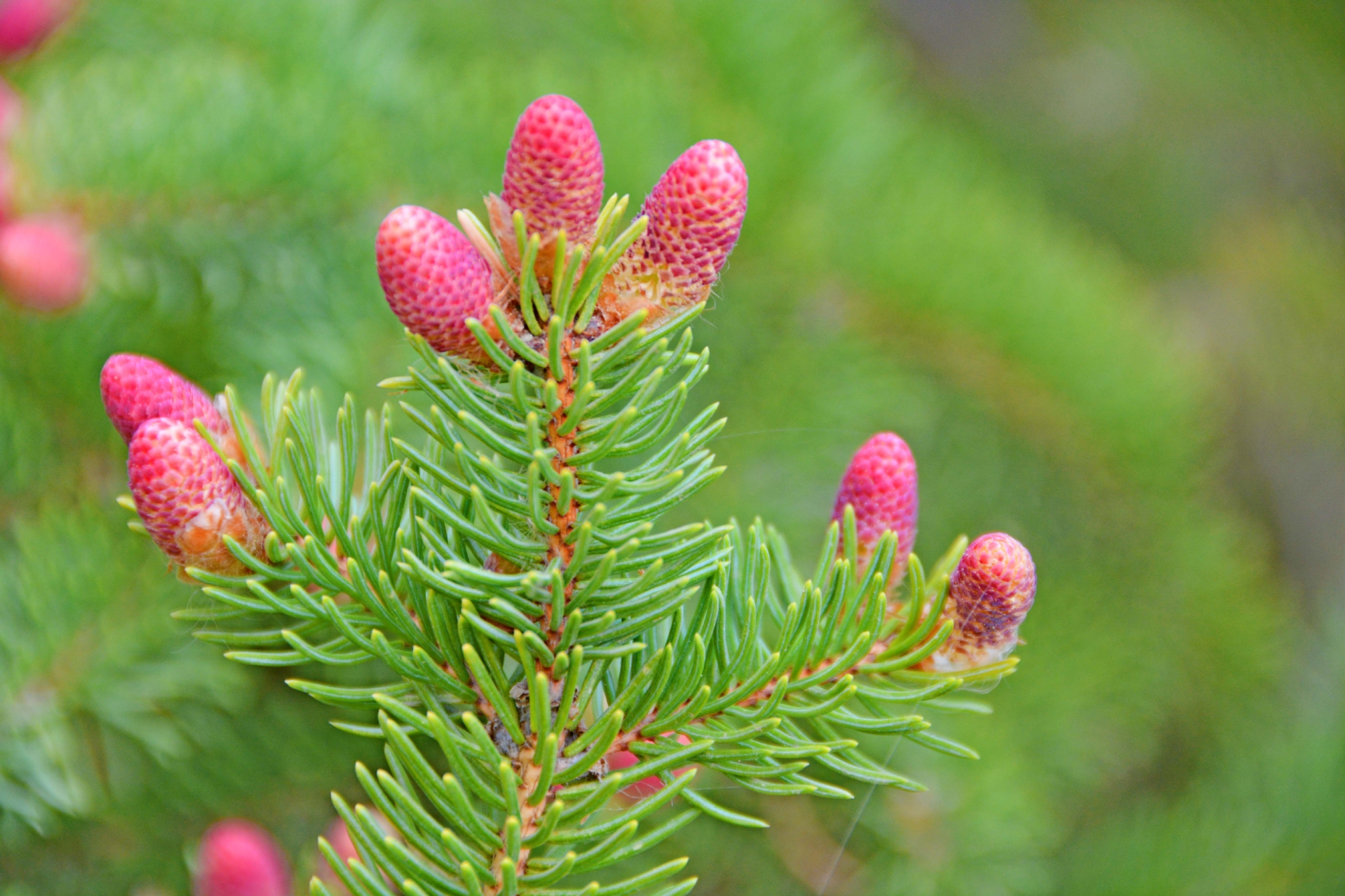 云杉小粉花原创拍摄