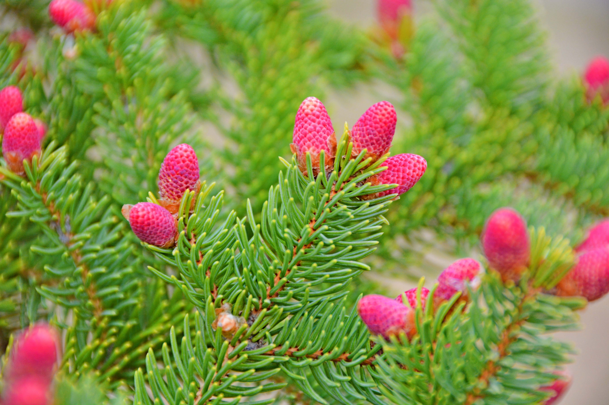 云杉小粉花原创拍摄