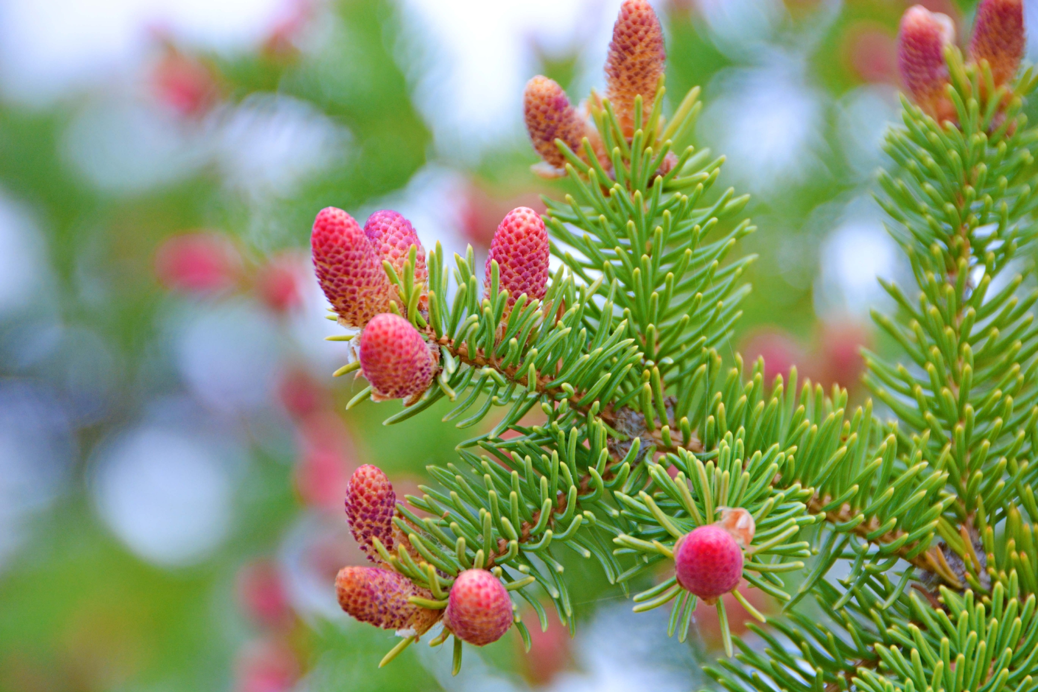 云杉小粉花原创拍摄