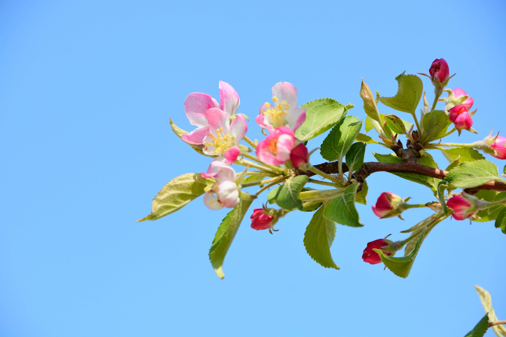 西府海棠花原创拍摄