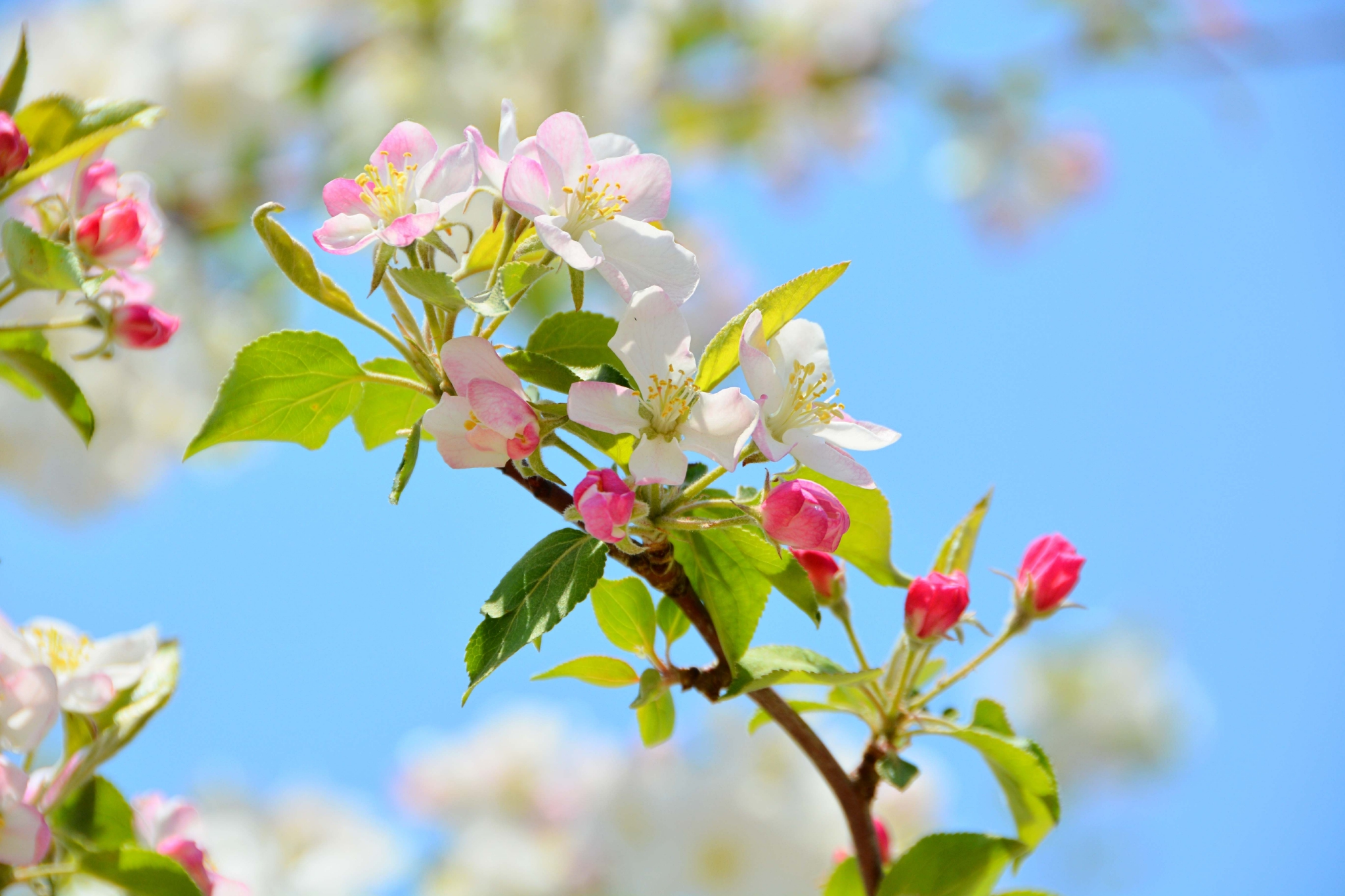 西府海棠花原创拍摄