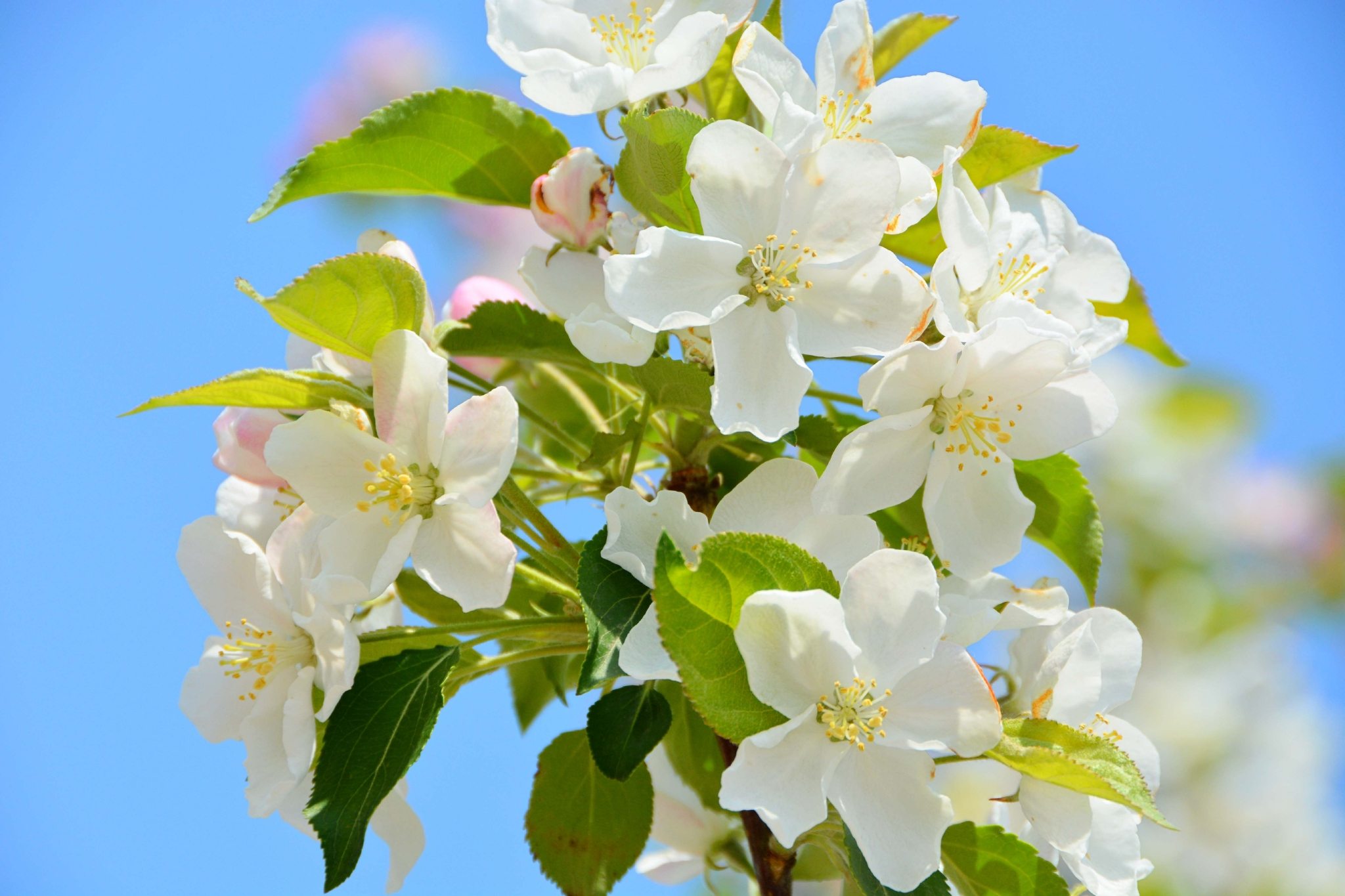 西府海棠花原创拍摄