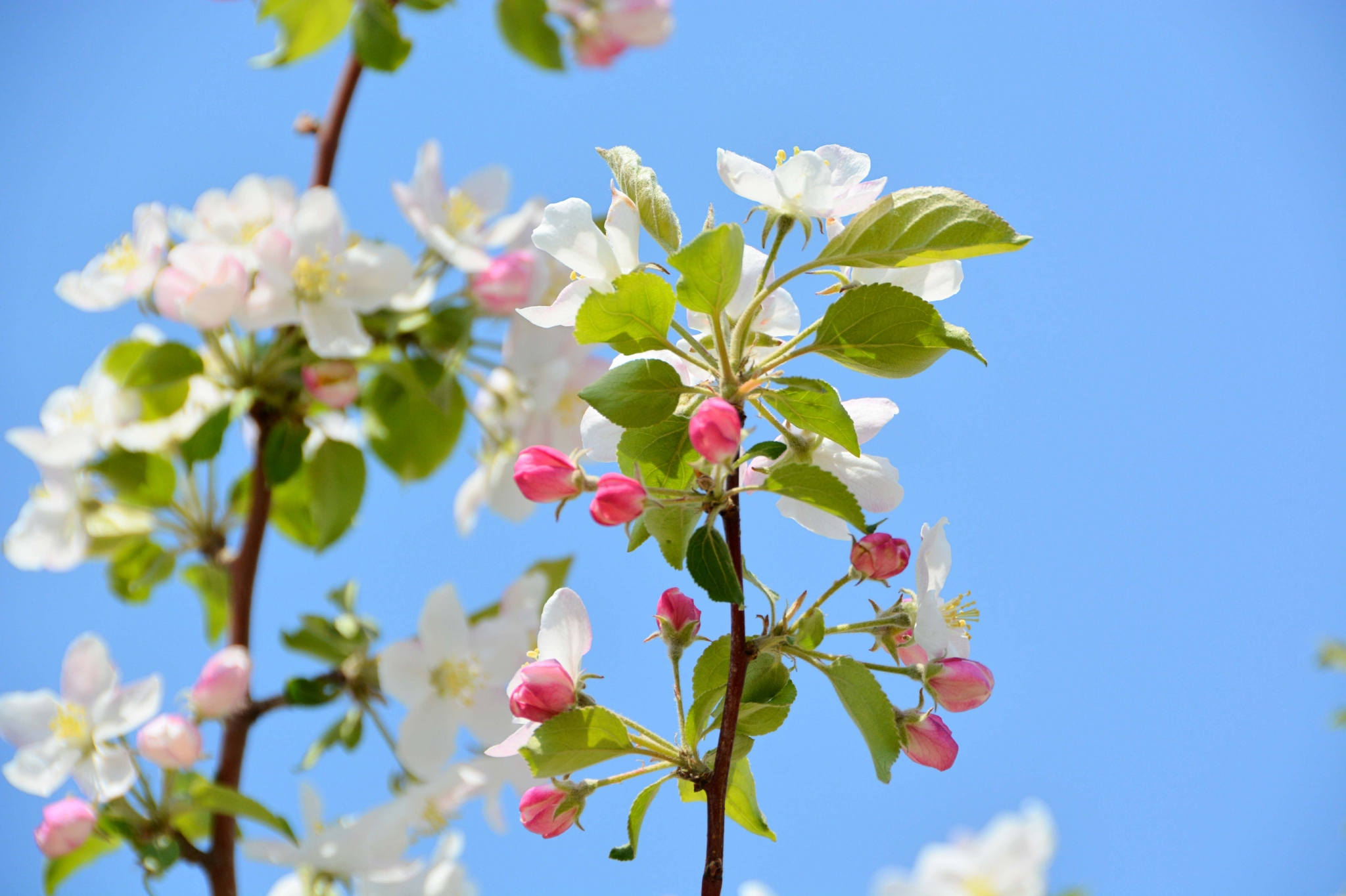 西府海棠花原创拍摄