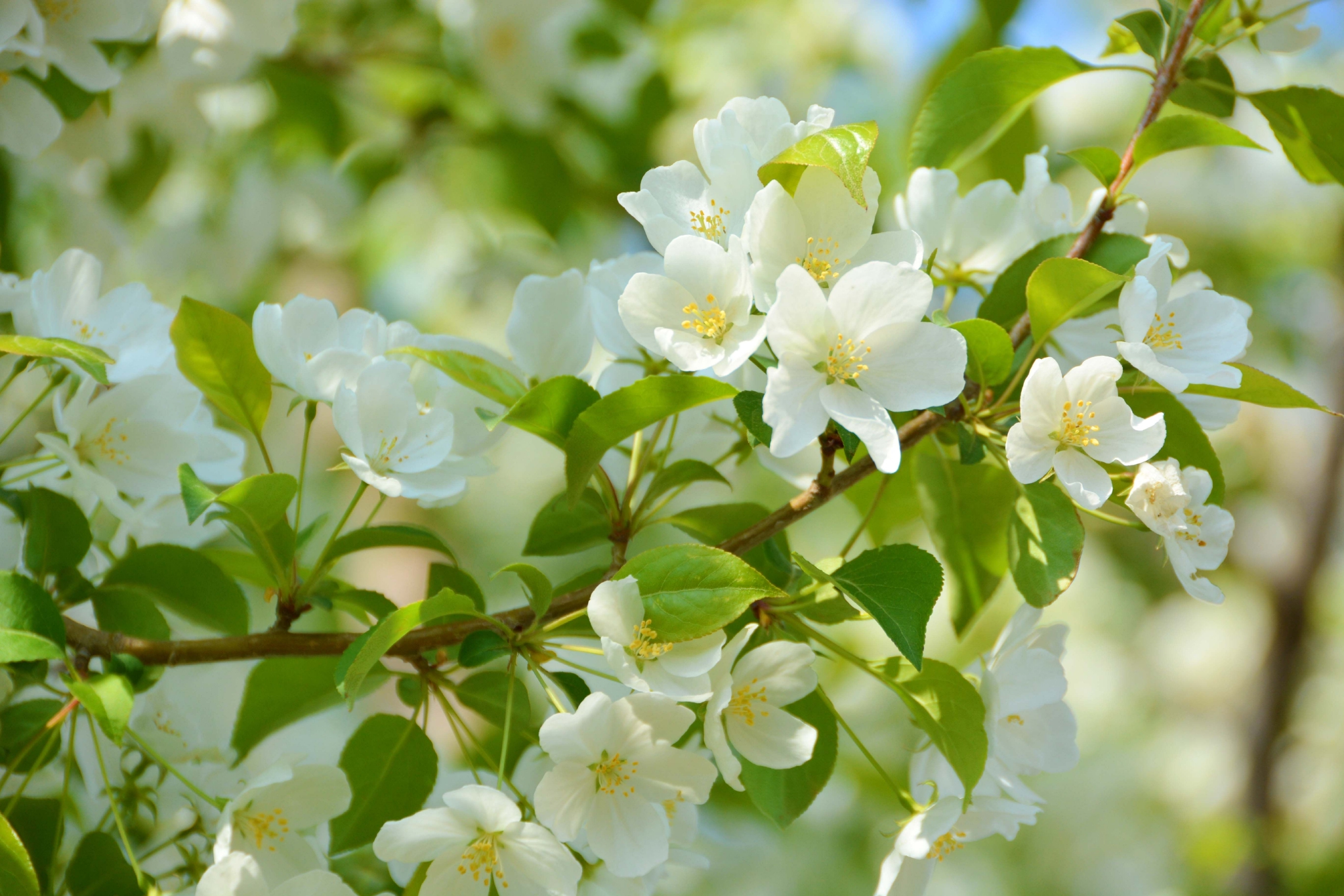 山丁子白色小花原创拍摄