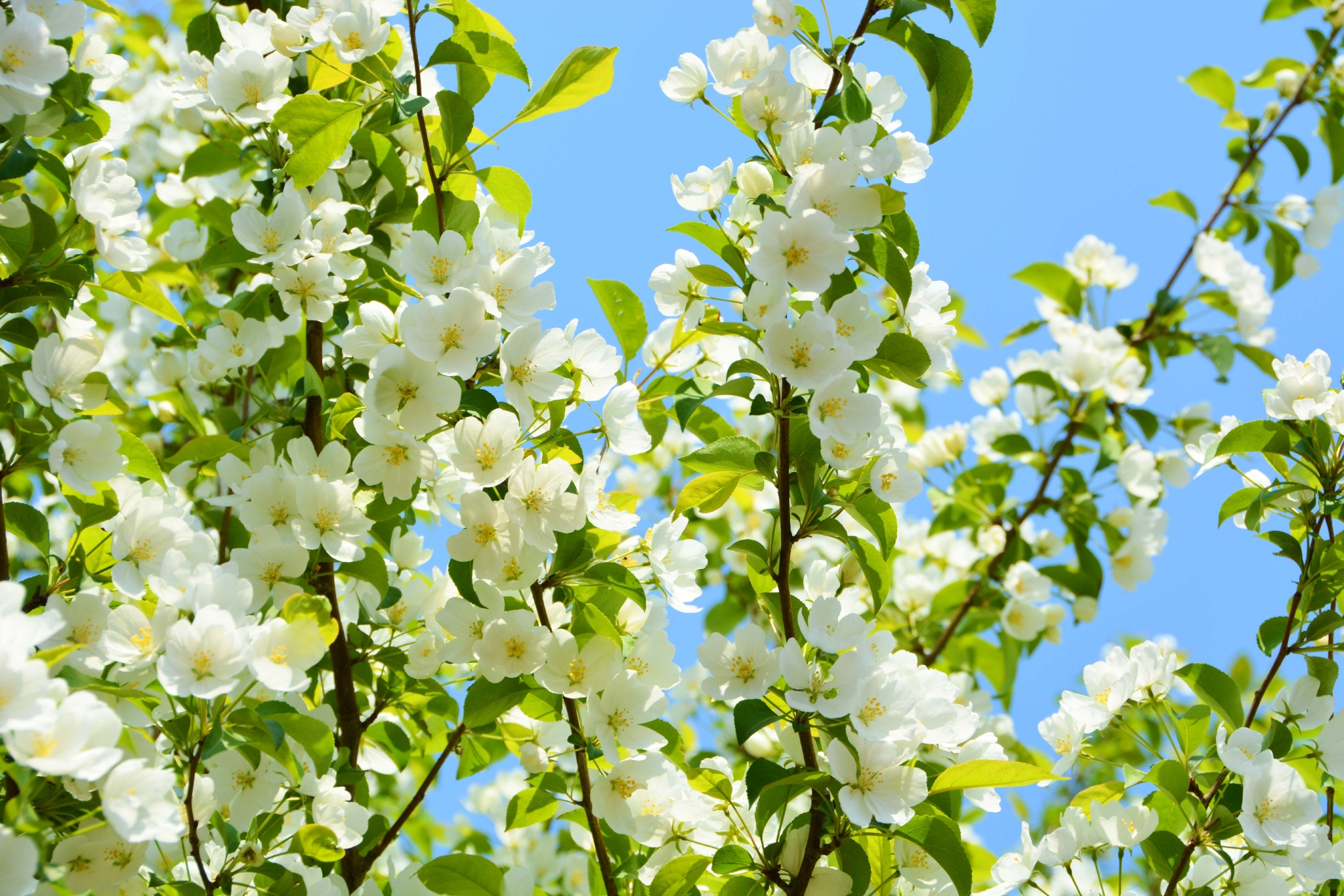 山丁子白色小花原创拍摄