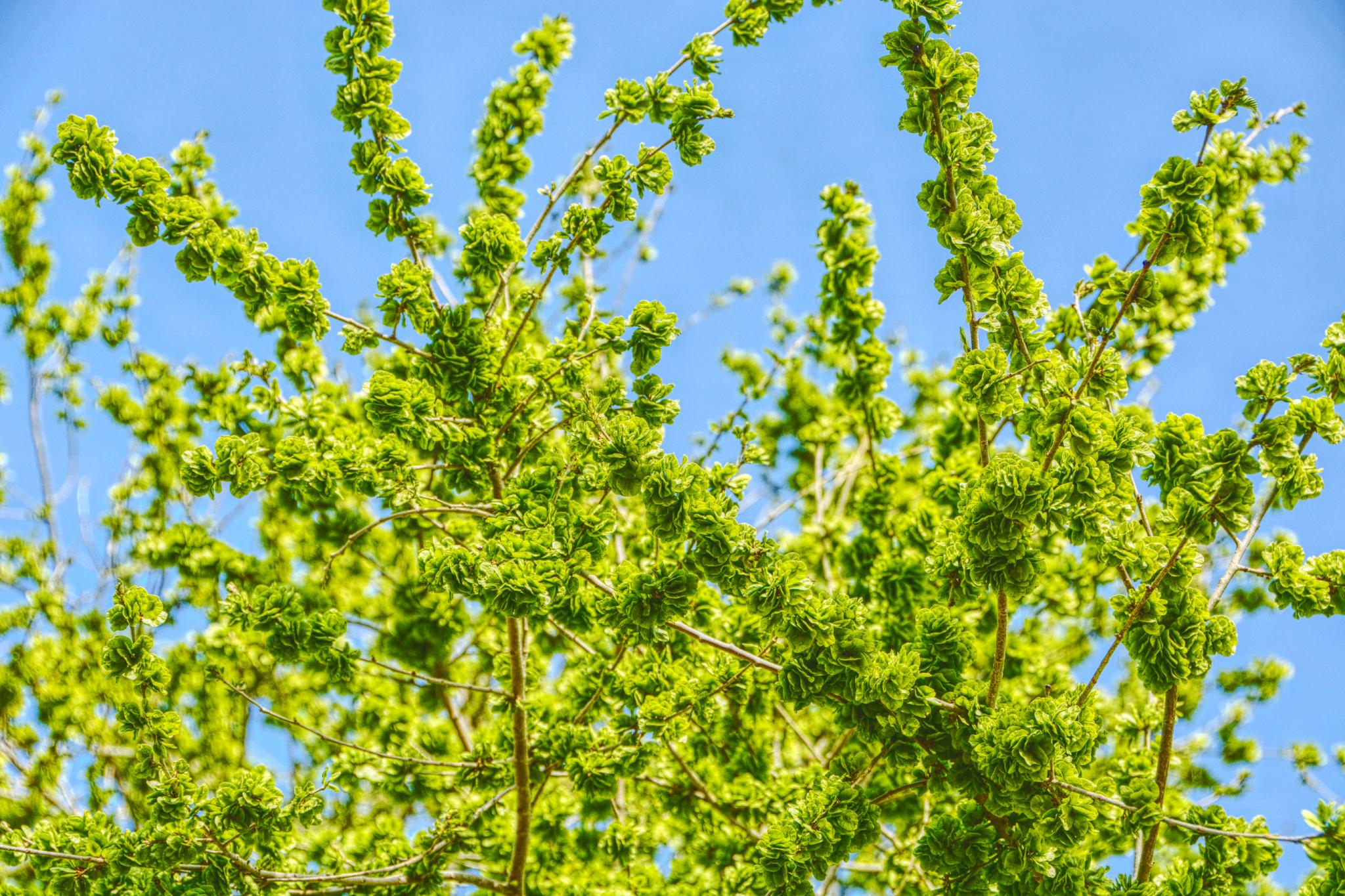 嫩榆树钱儿原创拍摄