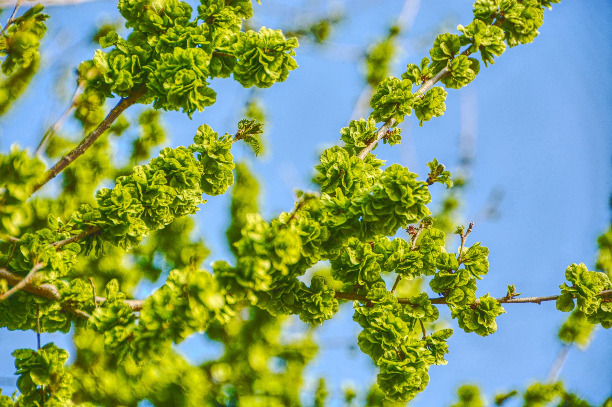 嫩榆树钱儿原创拍摄