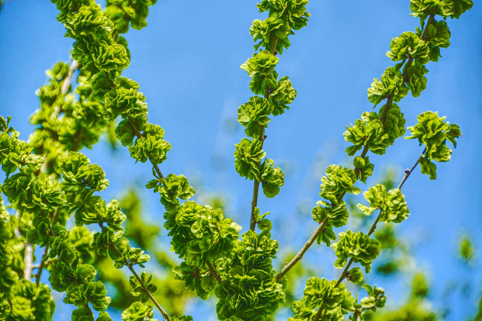 嫩榆树钱儿原创拍摄