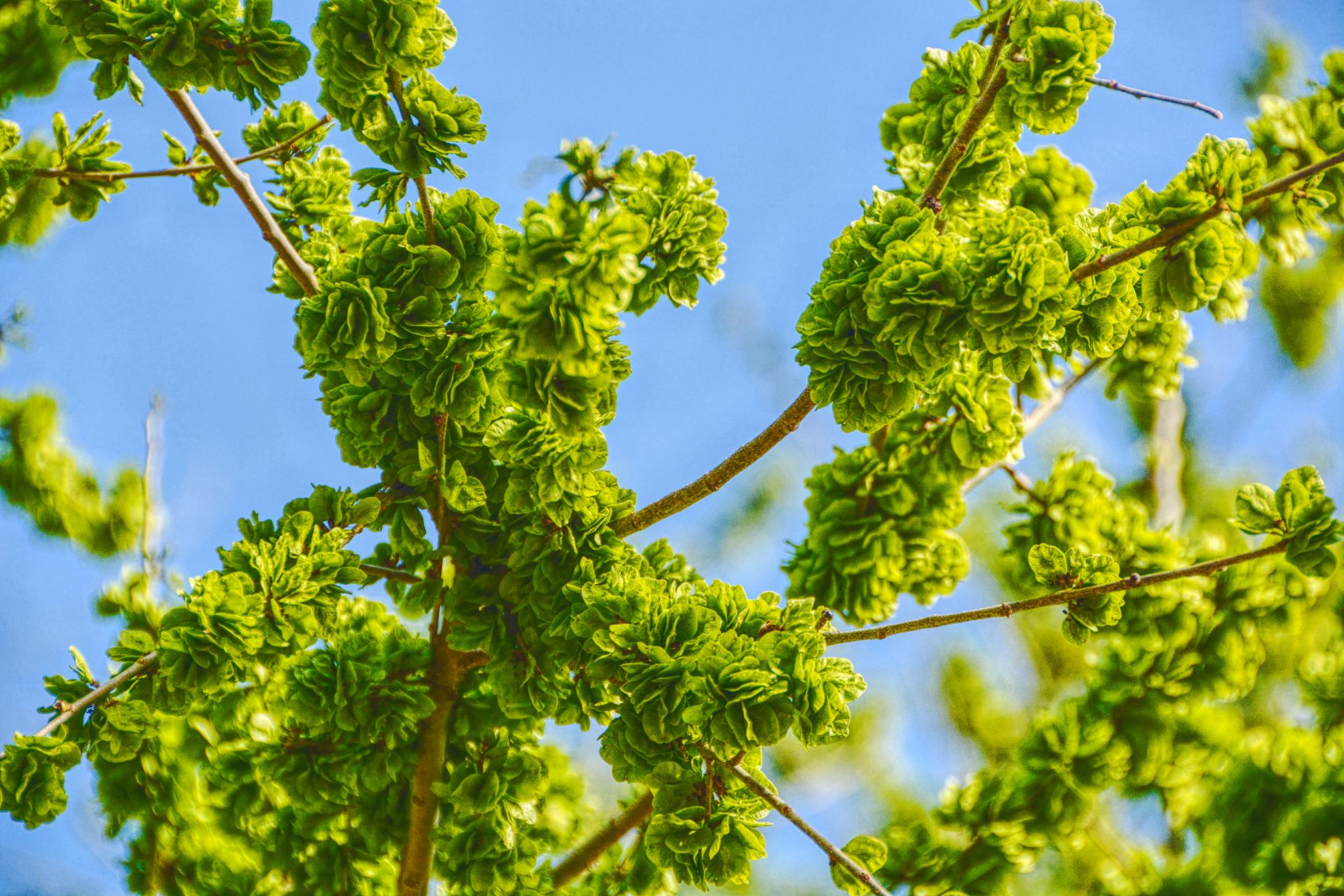 嫩榆树钱儿原创拍摄