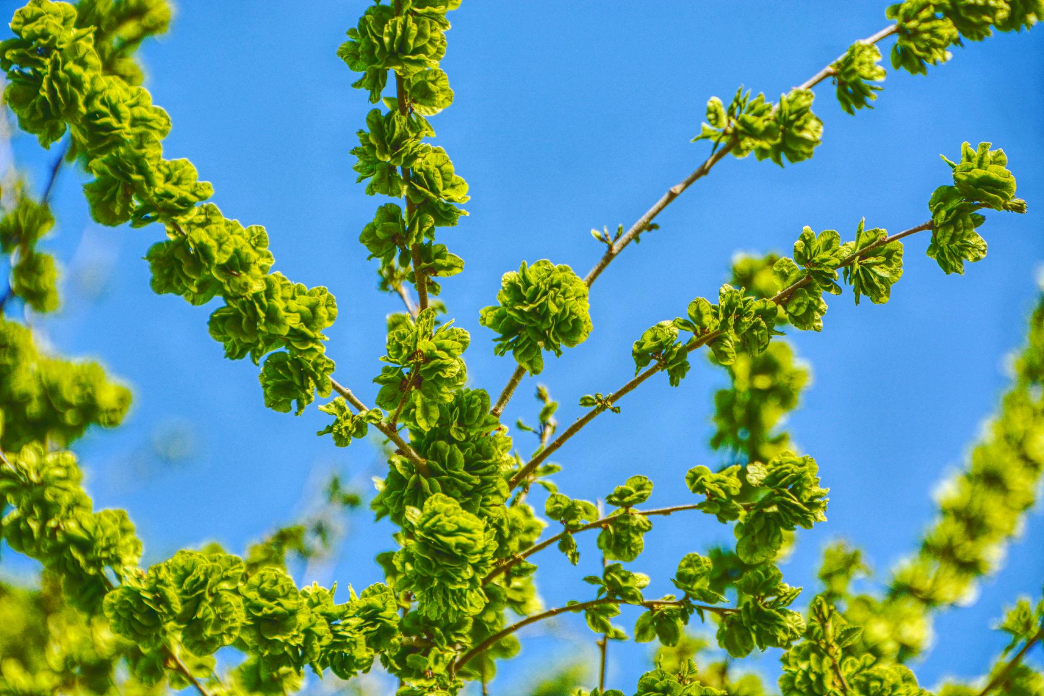 嫩榆树钱儿原创拍摄