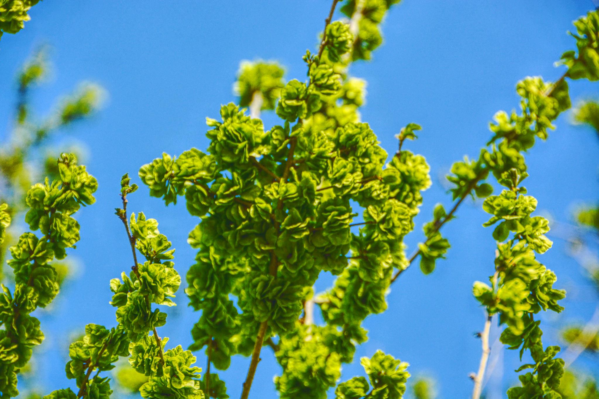 嫩榆树钱儿原创拍摄