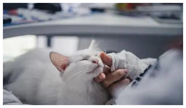 你有多久没有听过家里猫咪的呼噜声了?休闲区蓝鸢梦想 - Www.slyday.coM 你有多久没有听过家里猫咪的呼噜声了?休闲区蓝鸢梦想 - Www.slyday.coM