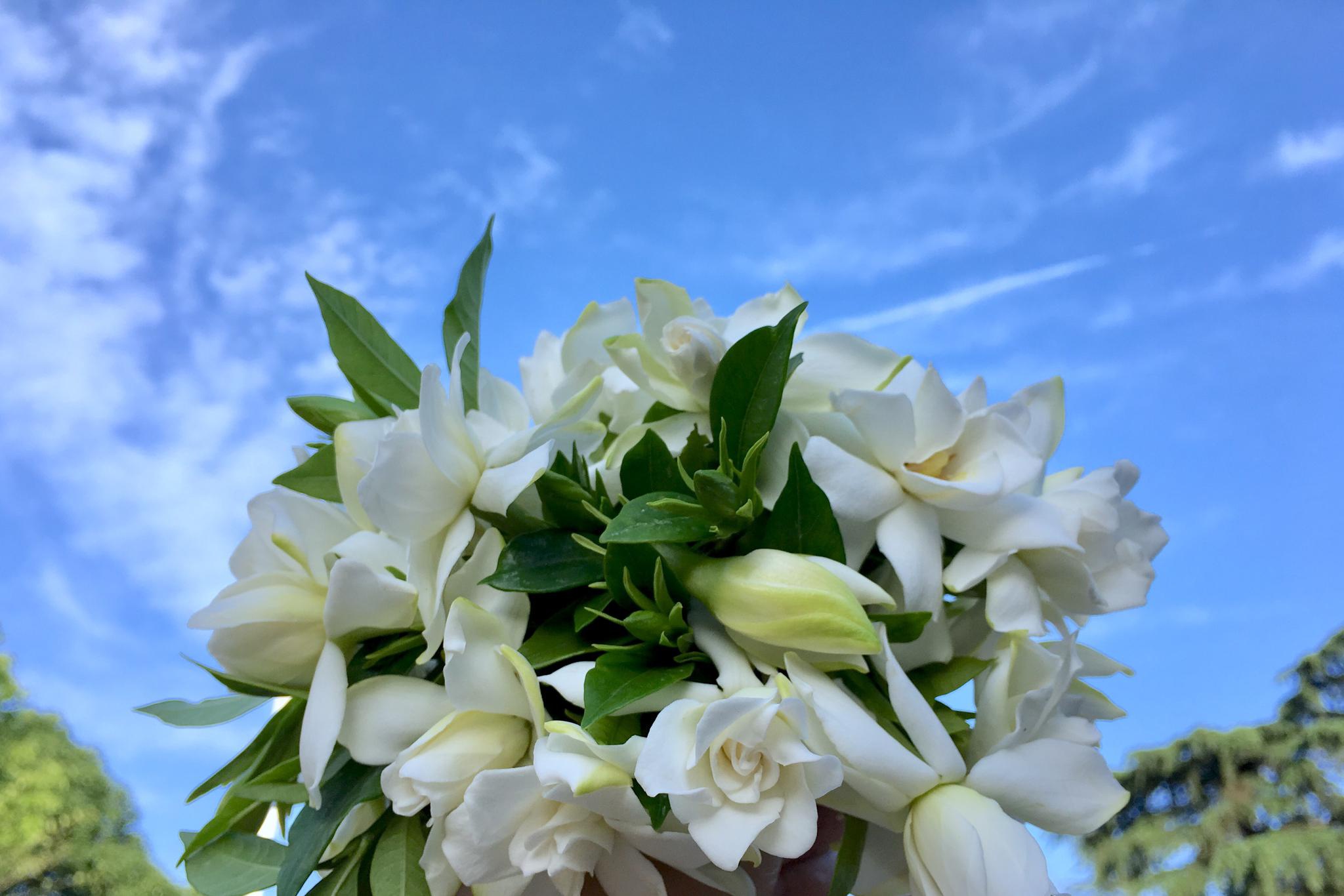 香,栀子花又开