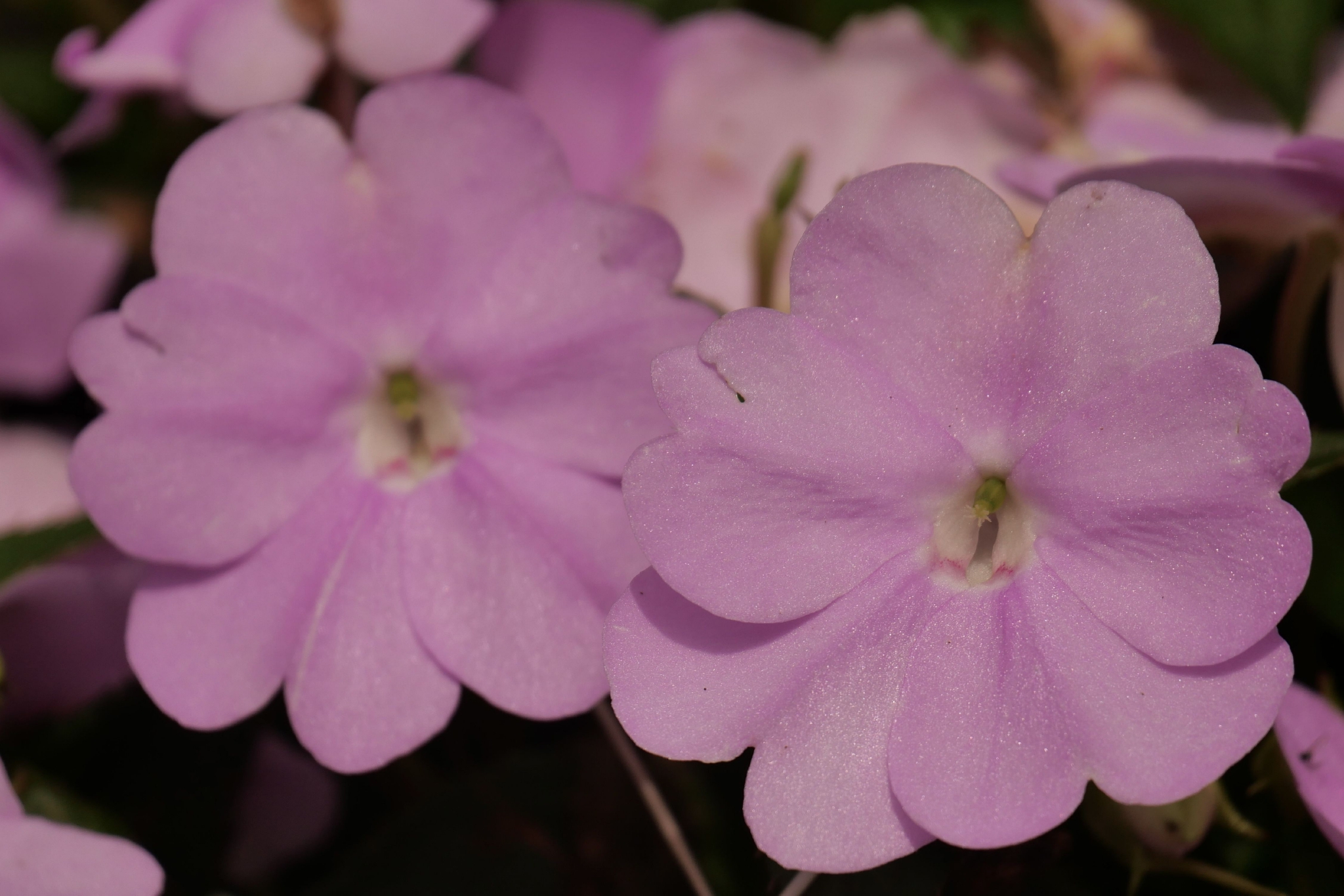 花卉植物--苏丹凤仙花(中科院武汉植物园)