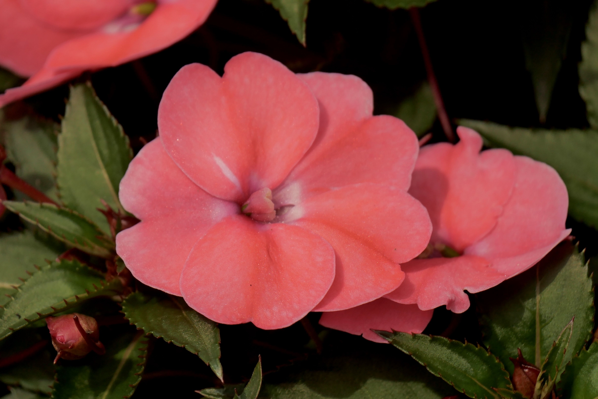 花卉植物--苏丹凤仙花(中科院武汉植物园)