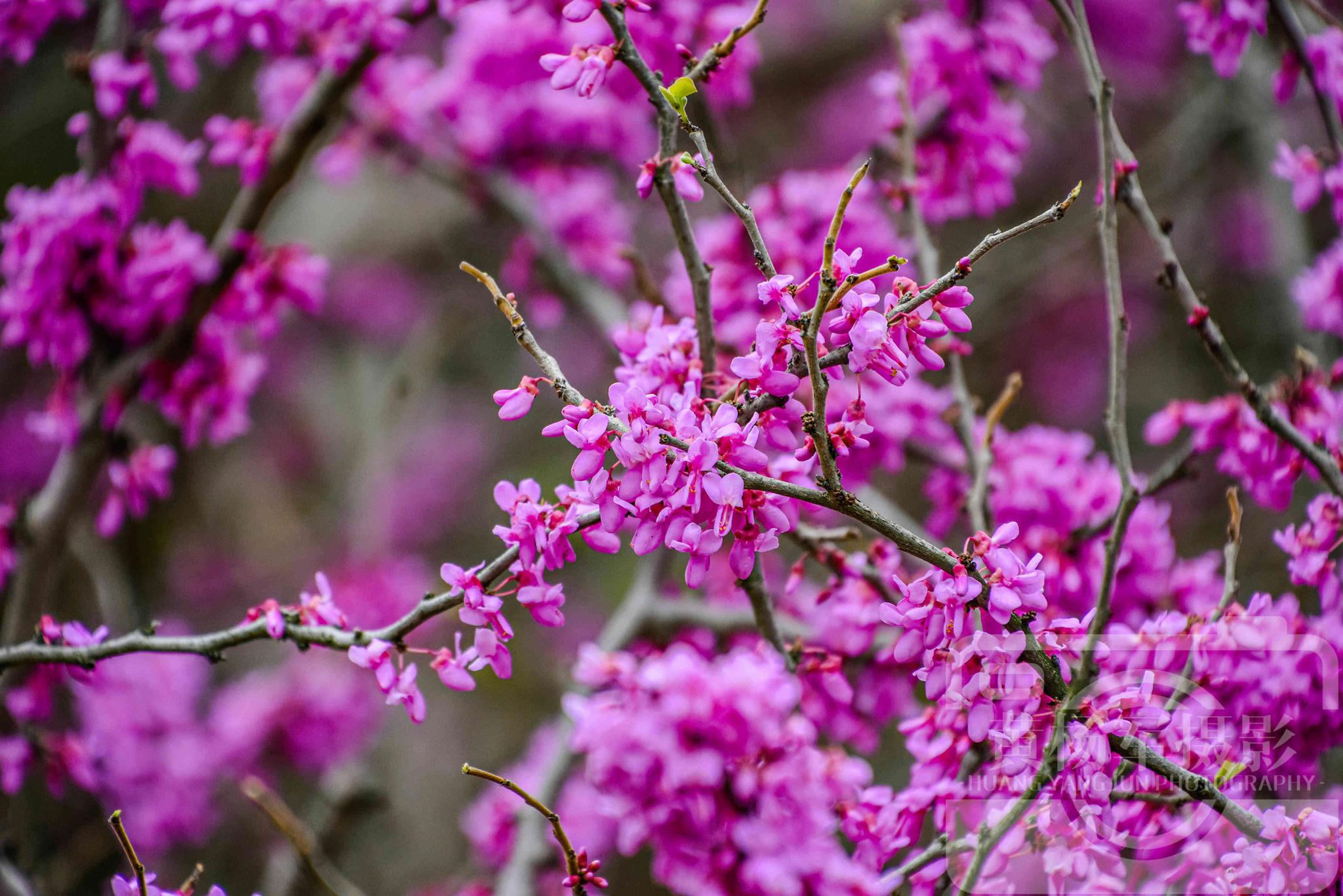 赤城山紫荆花图片