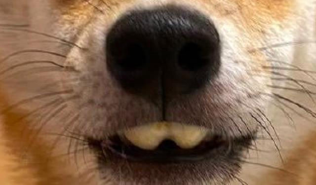 狗狗吃玉米的时候两个门牙被玉米卡住了还以为它变成了兔子呢