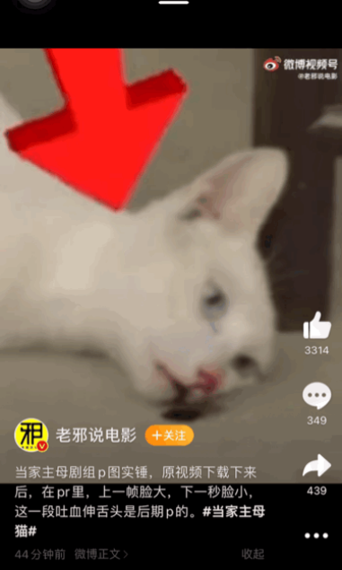 于正，还猫来！《当家主母》被质疑毒死真猫，晒花絮以力证清白！休闲区蓝鸢梦想 - Www.slyday.coM