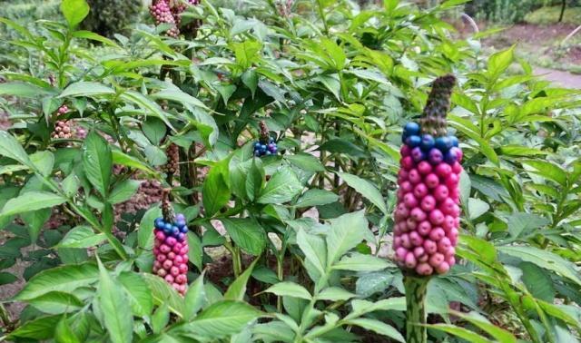 神奇的植物——魔芋!竟然会"发烧".花盆种一颗颜值杠杠的!
