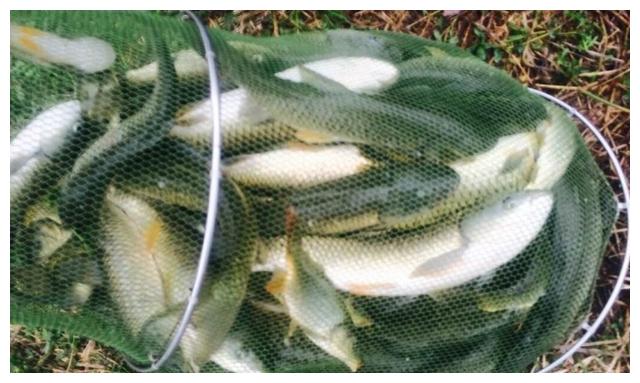 在炎热的夏末初秋时期,户外野钓大草鱼时,需要牢牢记住的3个钓法奇招