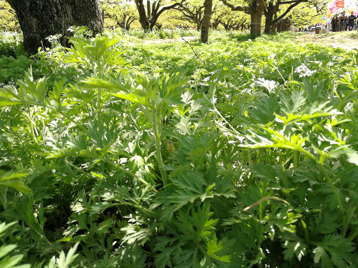 驱蚊香_驱蚊香最新消息,新闻,图片,视频_聚合阅读_新浪网