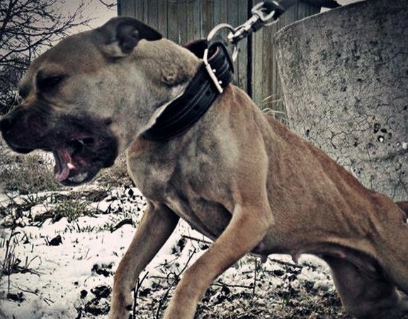 家庭猛犬黑红榜,真正的护卫霸主毋庸置疑