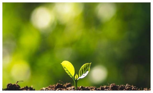 心理测试哪一棵树苗最顽强测试你是一个怎样性格的女孩子