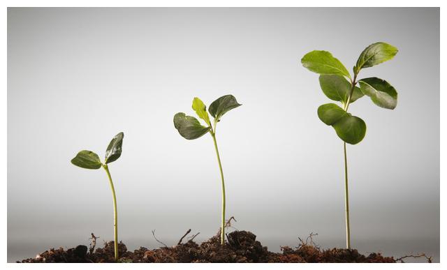 心理测试哪一棵树苗最顽强测试你是一个怎样性格的女孩子