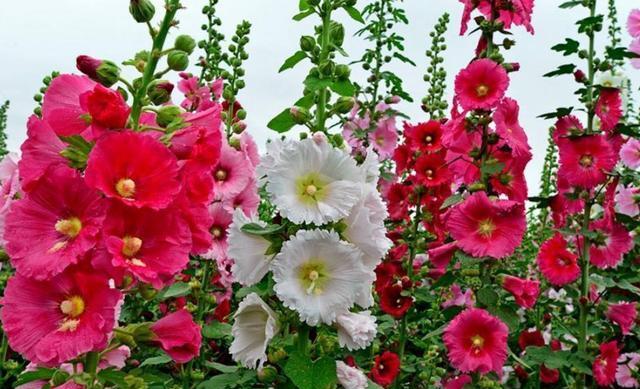 蜀葵一看名字就知道它出生在蜀地,它还有一个特殊的名字,一丈红,古代