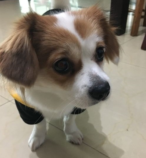 对主人有独占欲的蝴蝶犬会对第三者大打出手