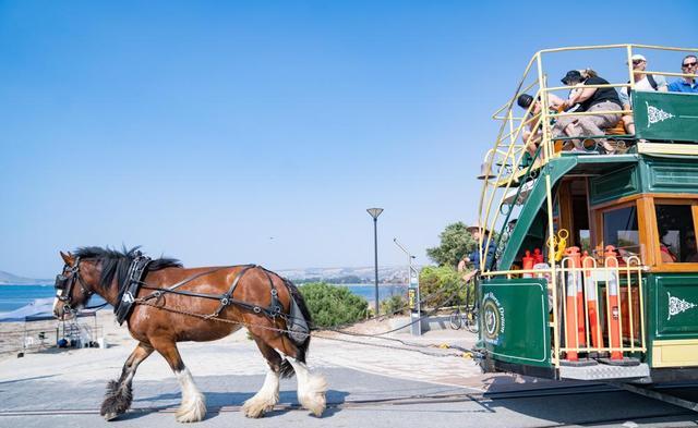 等到春暖花开,到阿德莱德坐一回马拉车,和金枪鱼一起游泳|金枪鱼|马拉