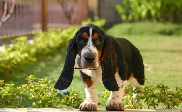 巴吉度犬,有着比脸还要大的耳朵,是世界上公认最大耳朵的狗