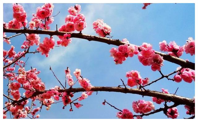 招蜂引蝶 翩翩起舞绿叶繁茂 鲜花绽放更有生机活力和大自然一样人们