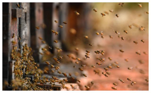 蜜蜂养殖技术|蜂群自然分蜂后原群与新群蜂量大小的研究及启示