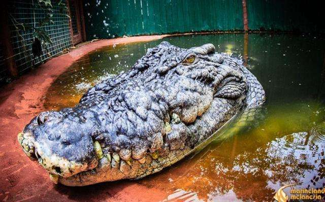 动物世界非洲最大的鳄鱼尼罗鳄残忍的冷血动物